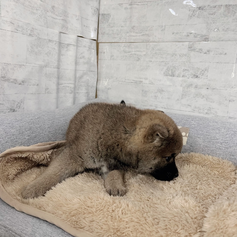 長野県の柴犬(標準サイズ) (犬の家＆猫の里塩尻店/2025年11月24日生まれ/女の子/赤)の子犬の2枚目の画像