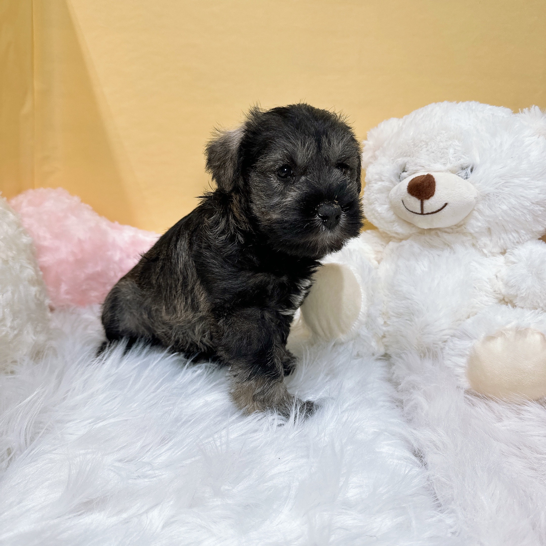 ミニチュアシュナウザー男の子の写真