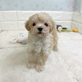 ハーフ犬女の子の写真