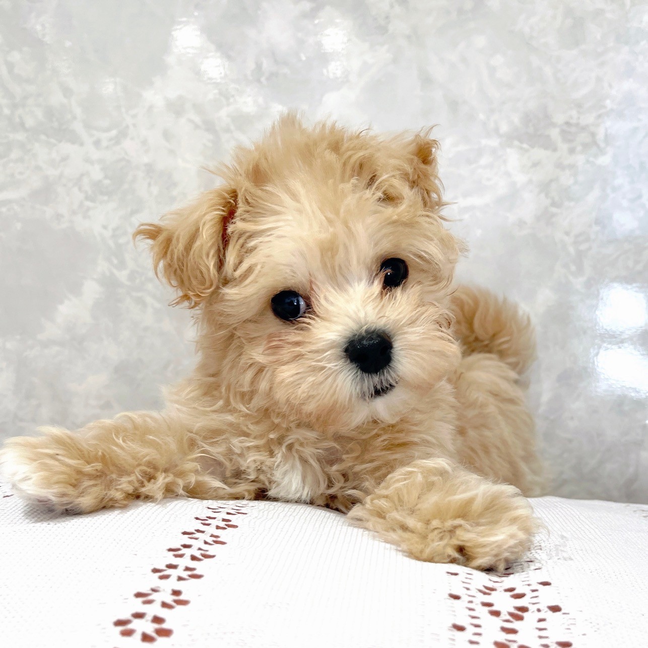 福岡県のマルプー(マルチーズ×プードル) (犬の家＆猫の里くりえいと宗像店/2025年11月20日生まれ/男の子/アプリコット)の子犬の2枚目の画像