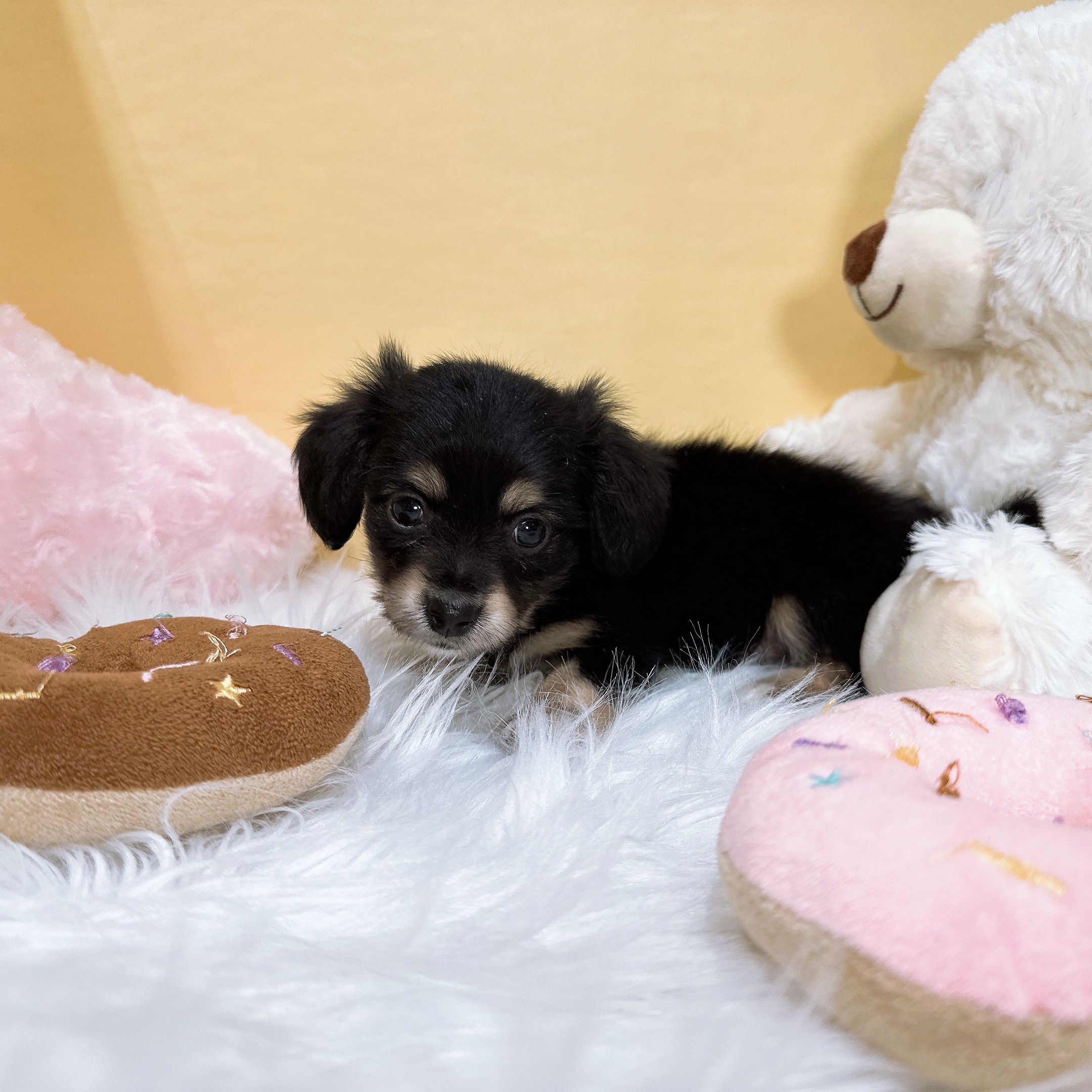 ハーフ犬男の子の写真
