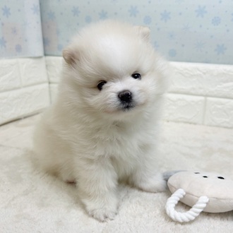 ポメラニアン男の子の写真