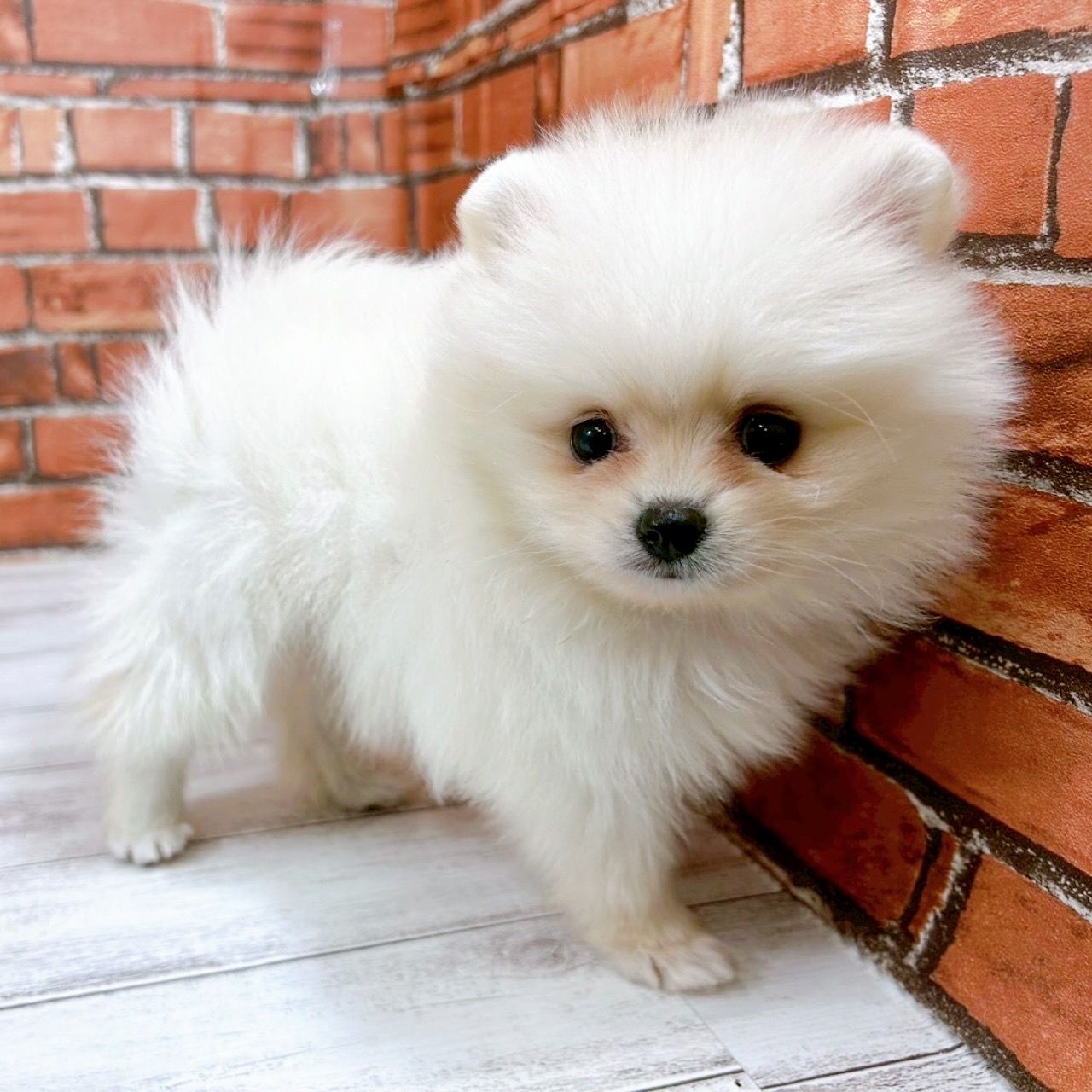 神奈川県のポメラニアン (犬の家＆猫の里小田原店/2025年11月25日生まれ/男の子/クリーム)の子犬の2枚目の画像