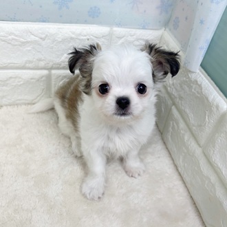 ハーフ犬男の子の写真