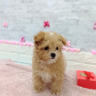 静岡県のマルプー(マルチーズ×プードル) (犬の家＆猫の里プレ葉ウォーク浜北店/2025年11月23日生まれ/男の子/アプリコットホワイト)の子犬の2枚目の画像