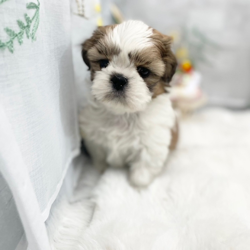 静岡県のシーズー (犬の家＆猫の里MEGAドン・キホーテ袋井店/2025年11月24日生まれ/男の子/ホワイトゴールド)の子犬の2枚目の画像