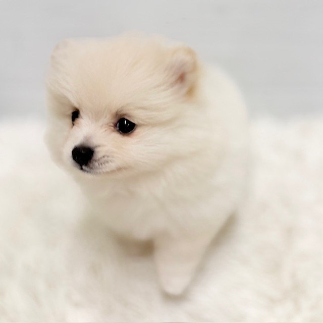 愛知県のポメラニアン (犬の家＆猫の里豊田店/2025年11月24日生まれ/女の子/クリーム)の子犬の2枚目の画像
