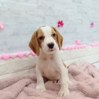 静岡県のビーグル (犬の家＆猫の里プレ葉ウォーク浜北店/2025年11月24日生まれ/男の子/レモンホワイト)の子犬の2枚目の画像