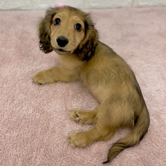 静岡県のミニチュアダックスフンド(ロング) (犬の家＆猫の里プレ葉ウォーク浜北店/2025年11月23日生まれ/女の子/シェーデットイエロー)の子犬の2枚目の画像