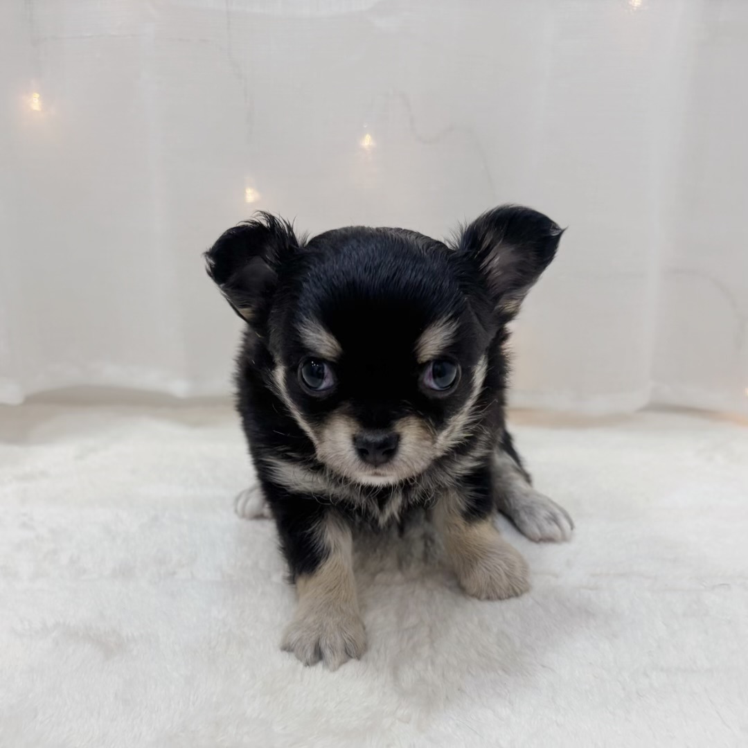 チワワ(ロング)男の子の写真