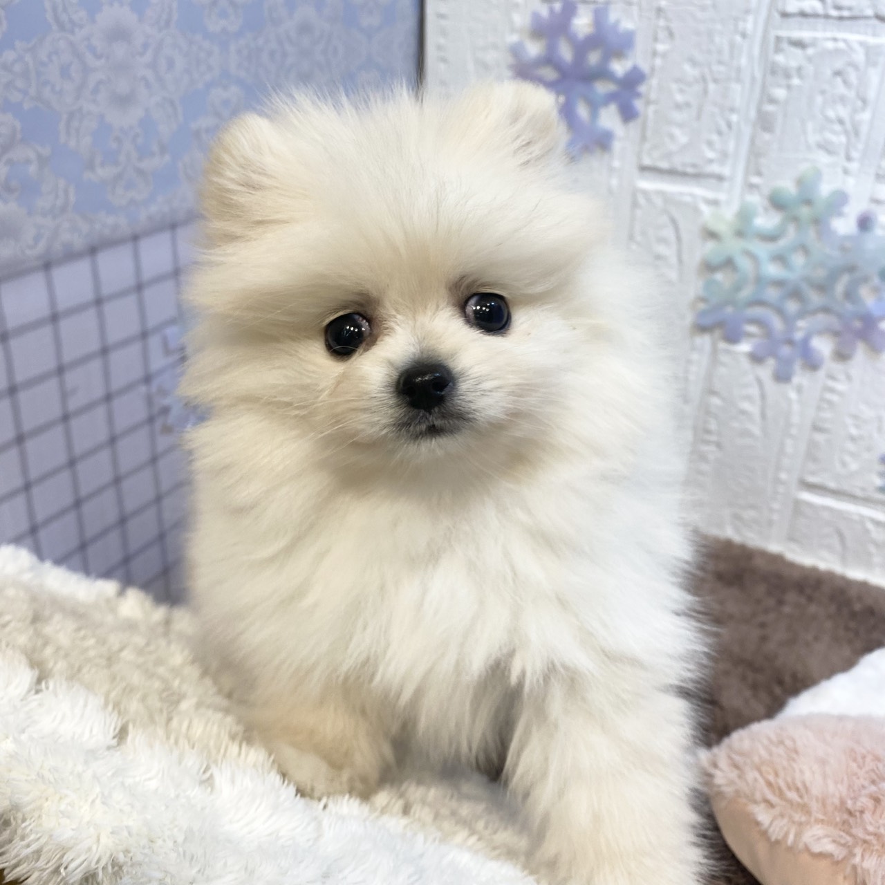 長野県のポメラニアン (犬の家＆猫の里カインズ梓川店/2025年11月23日生まれ/女の子/クリーム)の子犬の2枚目の画像