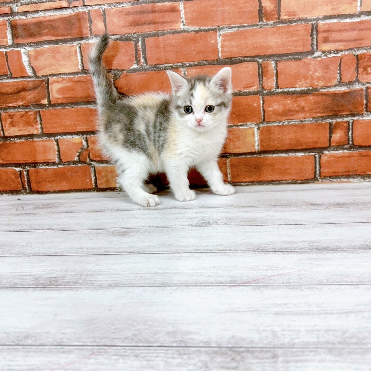 神奈川県のスコティッシュフォールド (犬の家＆猫の里小田原店/2025年11月25日生まれ/女の子/シルバーパッチドタビーホワイト)の子猫の2枚目の画像