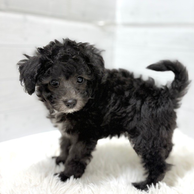 愛知県のトイプードル(トイ) (犬の家＆猫の里豊田店/2025年11月21日生まれ/男の子/シルバー)の子犬の2枚目の画像