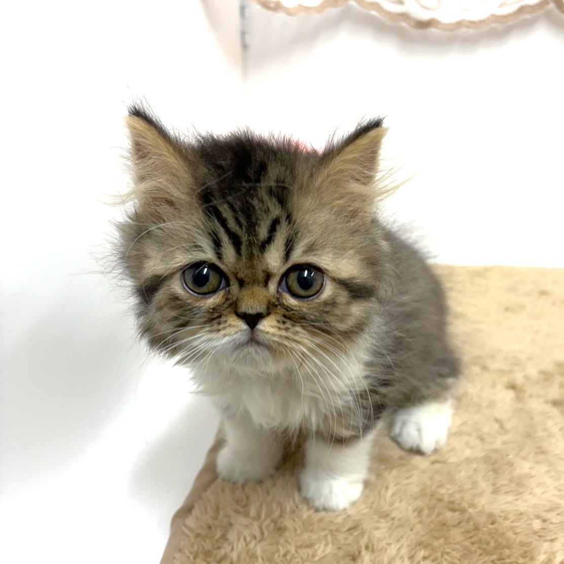 神奈川県のミヌエット (犬の家＆猫の里相模原店/2025年11月19日生まれ/女の子/ブラウンタビーホワイト)の子猫の2枚目の画像