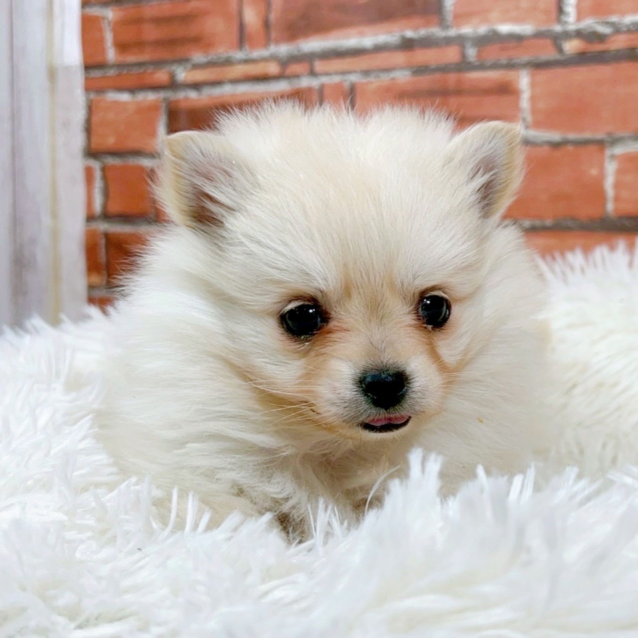 神奈川県のポメチワ/チワポメ/ポメチー(ポメラニアン×チワワ) (犬の家＆猫の里小田原店/2025年11月24日生まれ/女の子/クリーム)の子犬の2枚目の画像