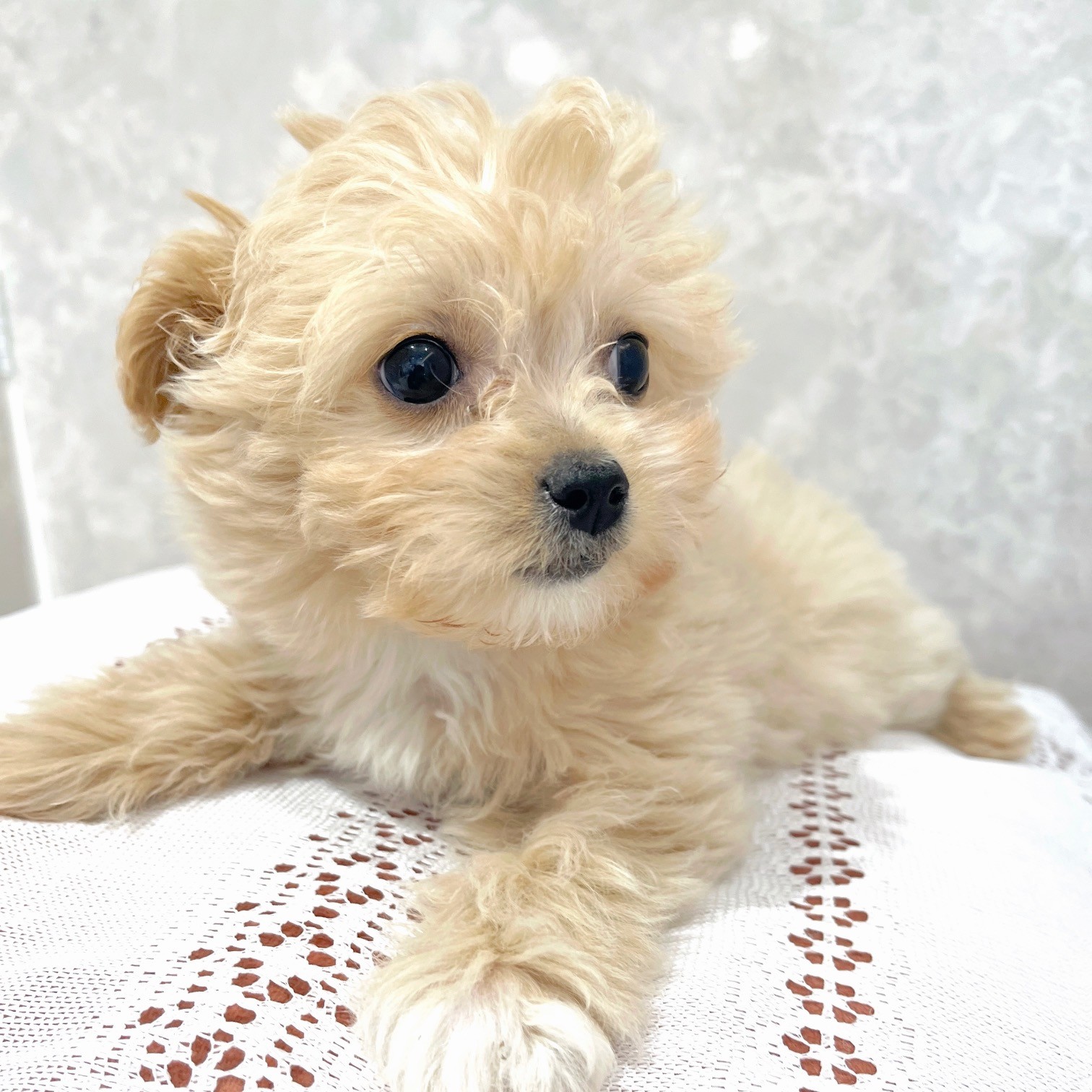 福岡県のチワプー/プーチー(チワワ×プードル) (犬の家＆猫の里くりえいと宗像店/2025年11月25日生まれ/女の子/クリーム)の子犬の2枚目の画像