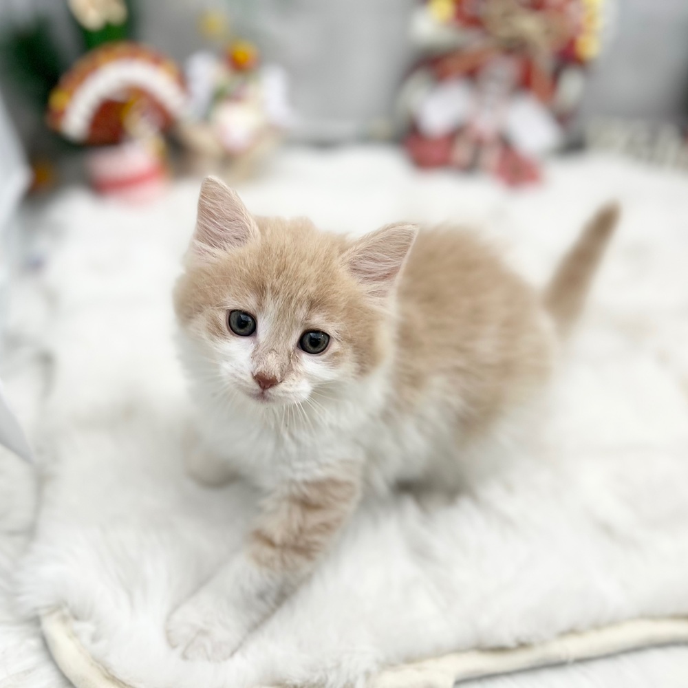 静岡県のノルウェージャンフォレストキャット (犬の家＆猫の里MEGAドン・キホーテ袋井店/2025年11月25日生まれ/女の子/クリームタビーホワイト)の子猫の2枚目の画像