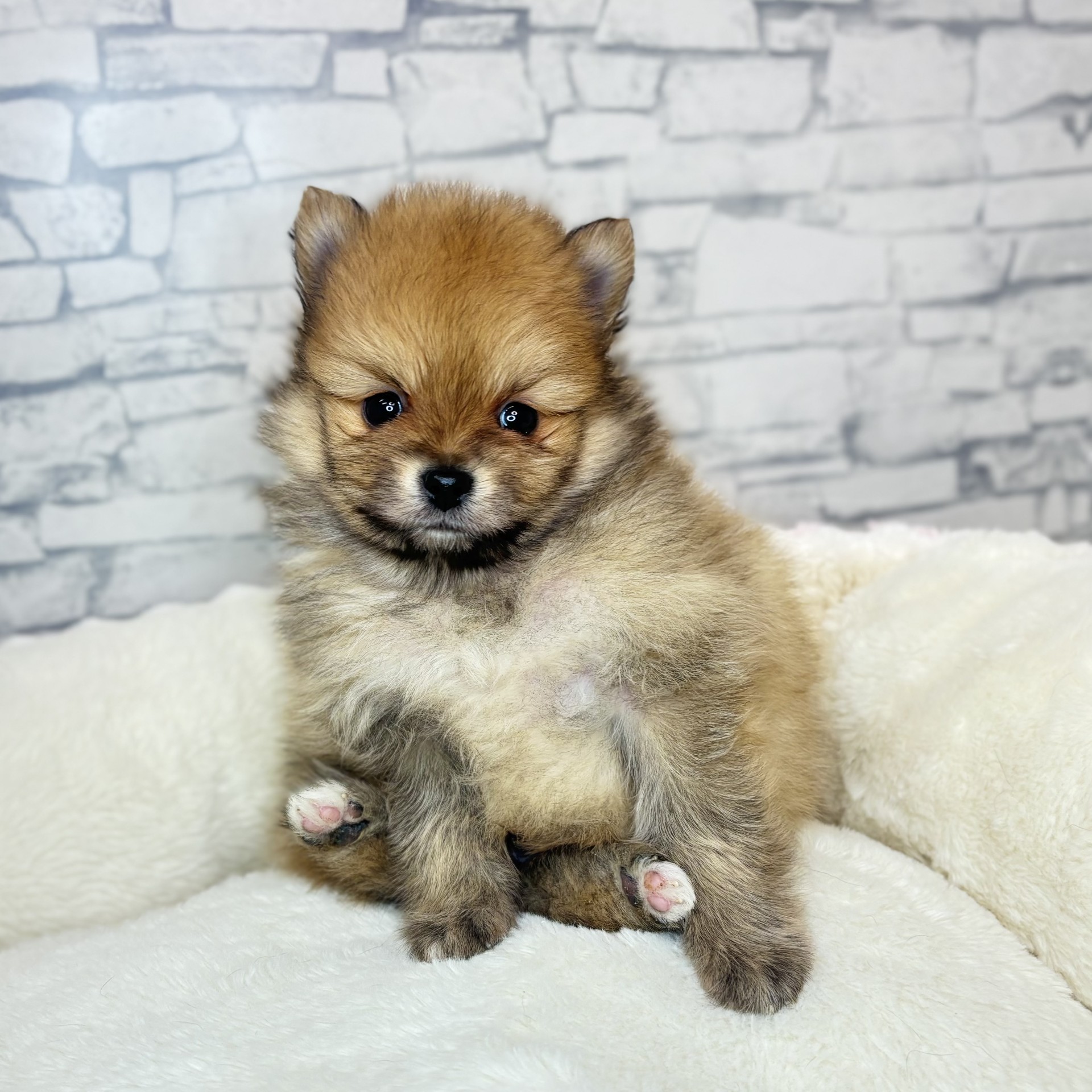 長野県のポメラニアン (犬の家＆猫の里長野店/2025年11月24日生まれ/男の子/オレンジ)の子犬の2枚目の画像