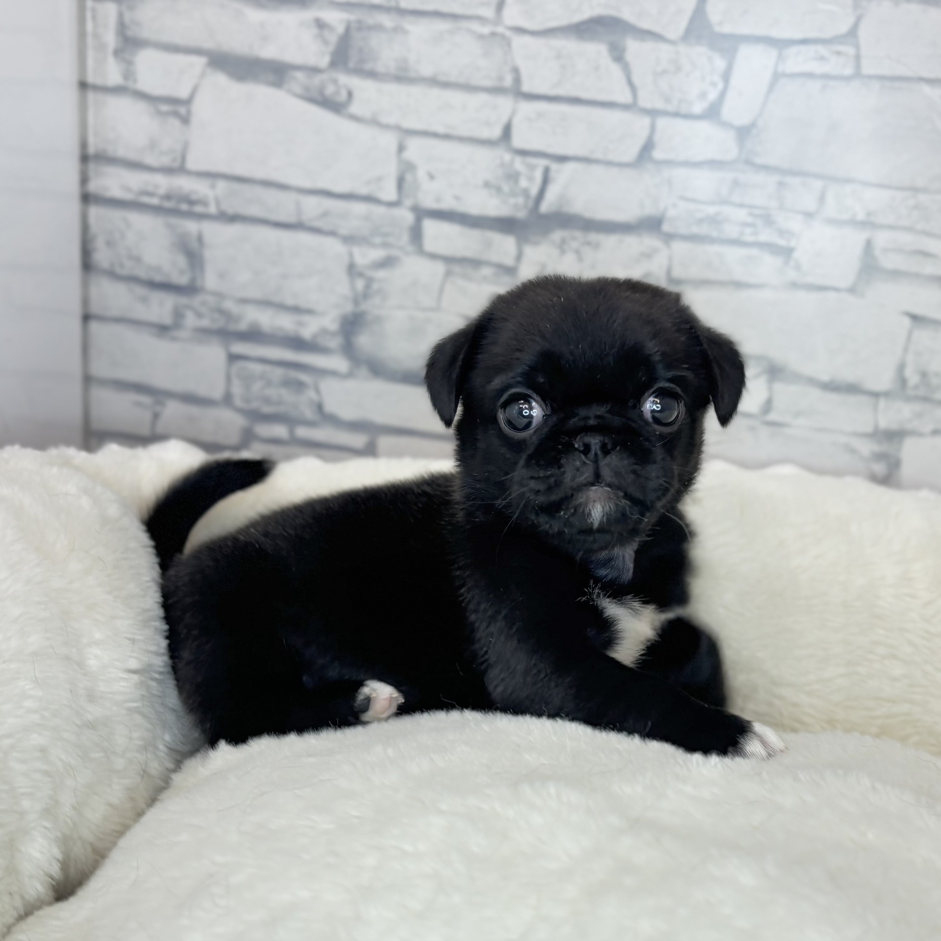 長野県のペキパグ/パグペキ(ペキニーズ×パグ) (犬の家＆猫の里長野店/2025年11月23日生まれ/男の子/ブラックホワイト)の子犬の2枚目の画像