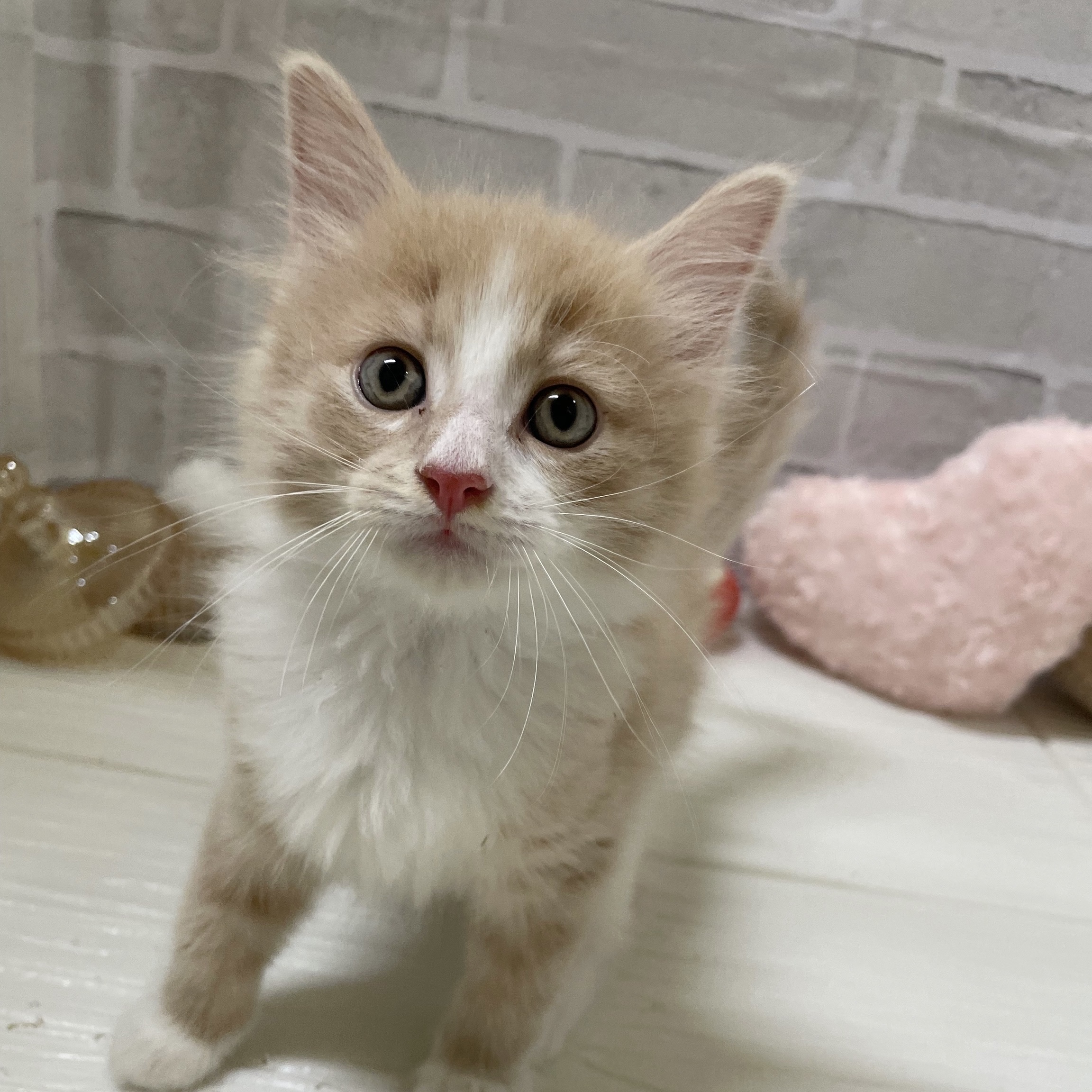 愛知県のノルウェージャンフォレストキャット (犬の家＆猫の里岡崎店/2025年11月25日生まれ/男の子/クリームタビーホワイト)の子猫の2枚目の画像