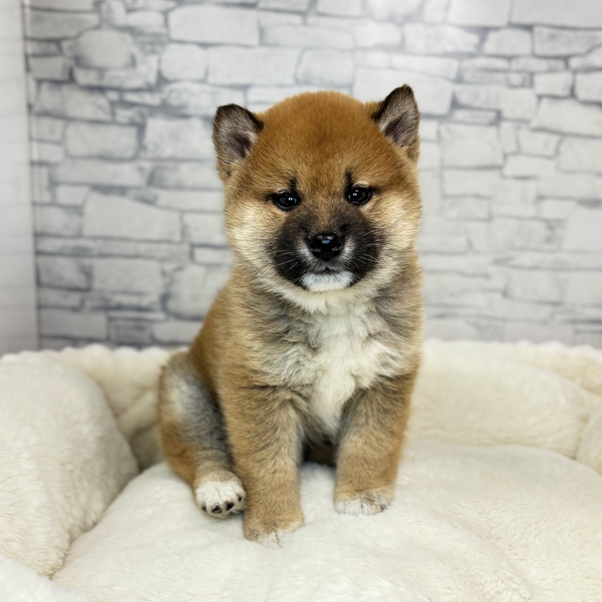 長野県の柴犬(標準サイズ) (犬の家＆猫の里長野店/2025年11月20日生まれ/男の子/赤)の子犬の2枚目の画像