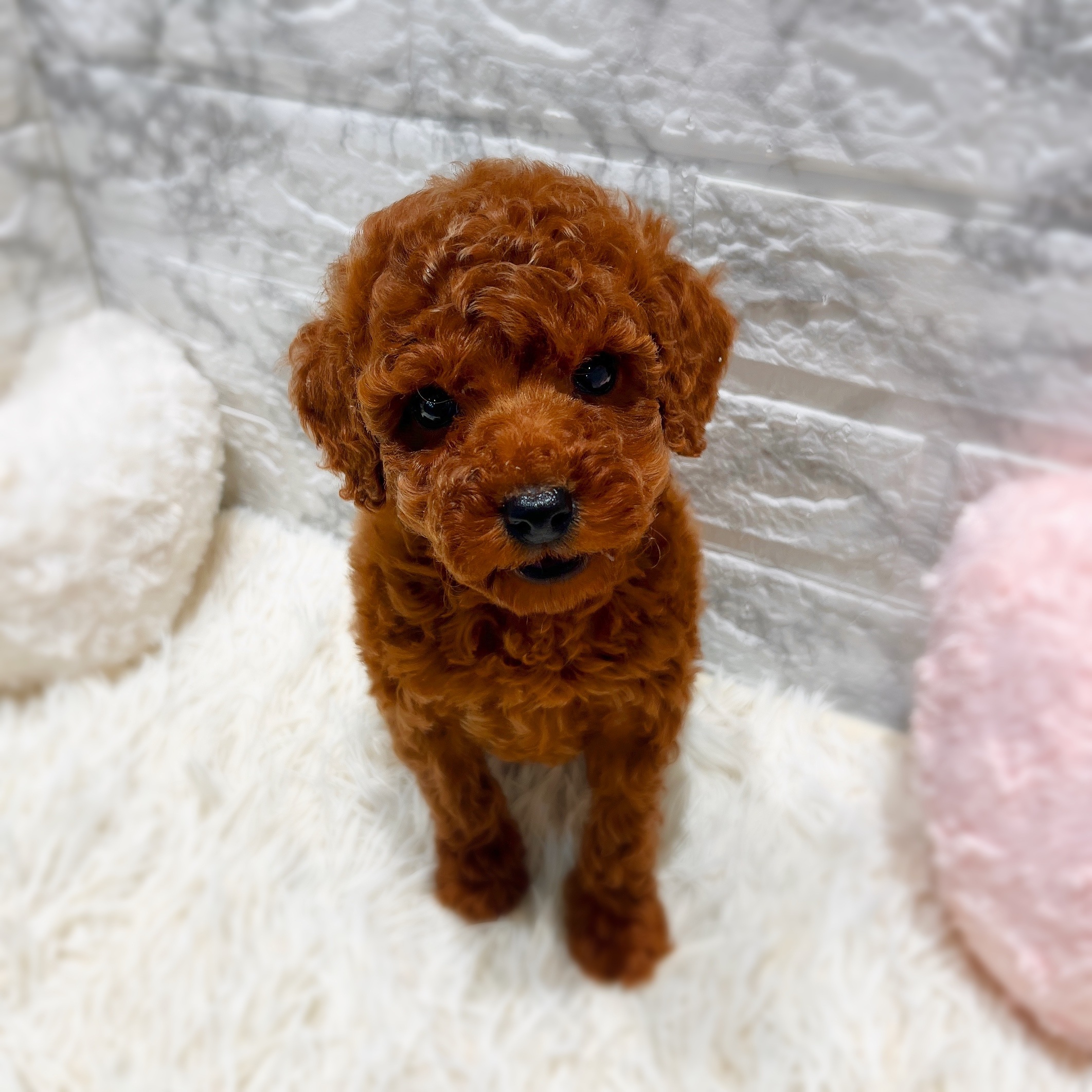 トイプードル男の子の写真