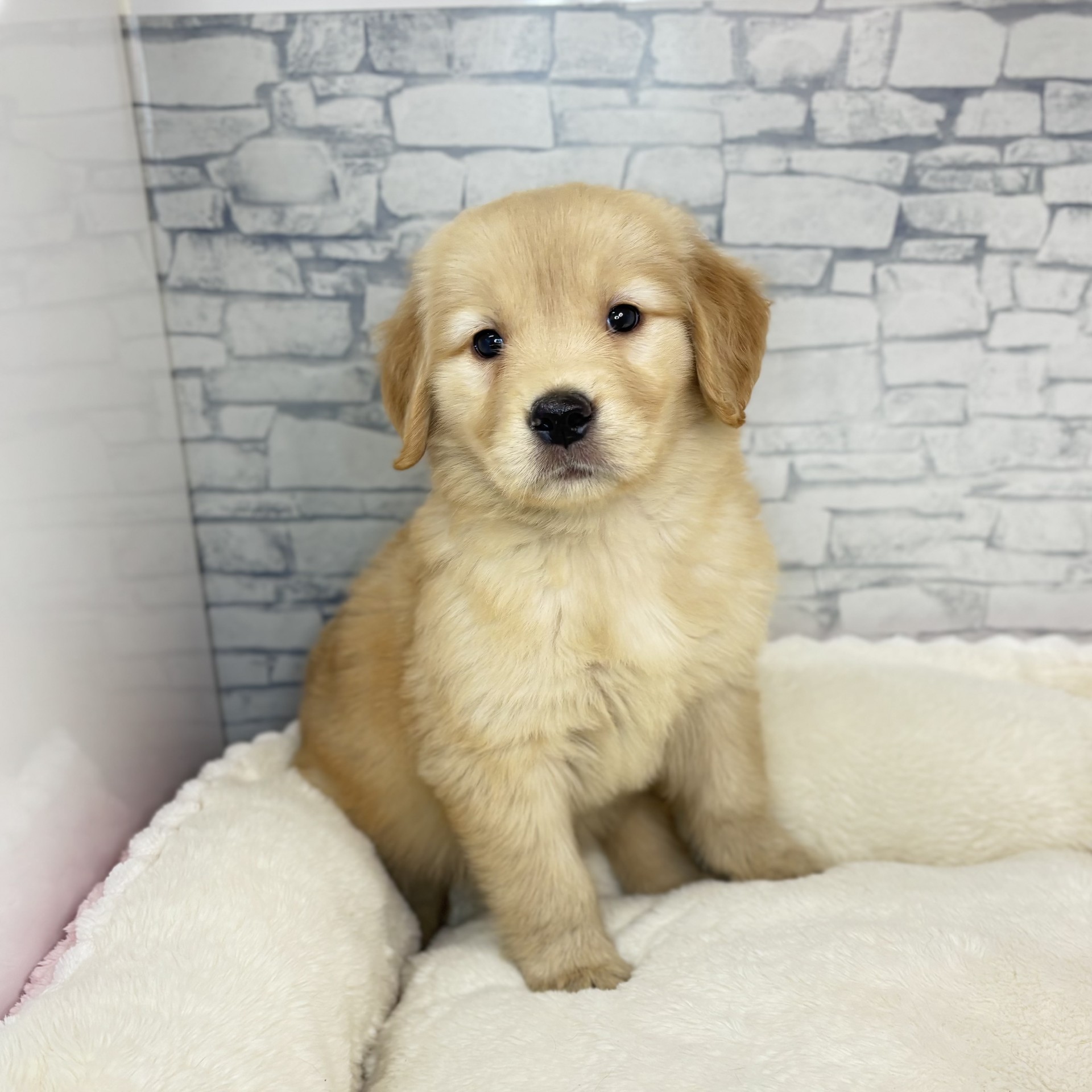 長野県のゴールデンレトリバー (犬の家＆猫の里長野店/2025年11月23日生まれ/女の子/ゴールデン)の子犬の2枚目の画像