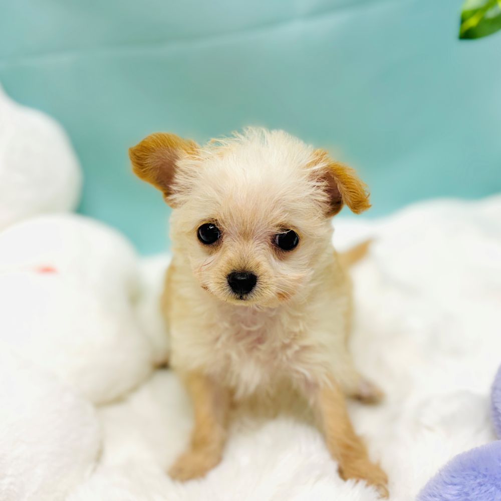 ハーフ犬女の子の写真