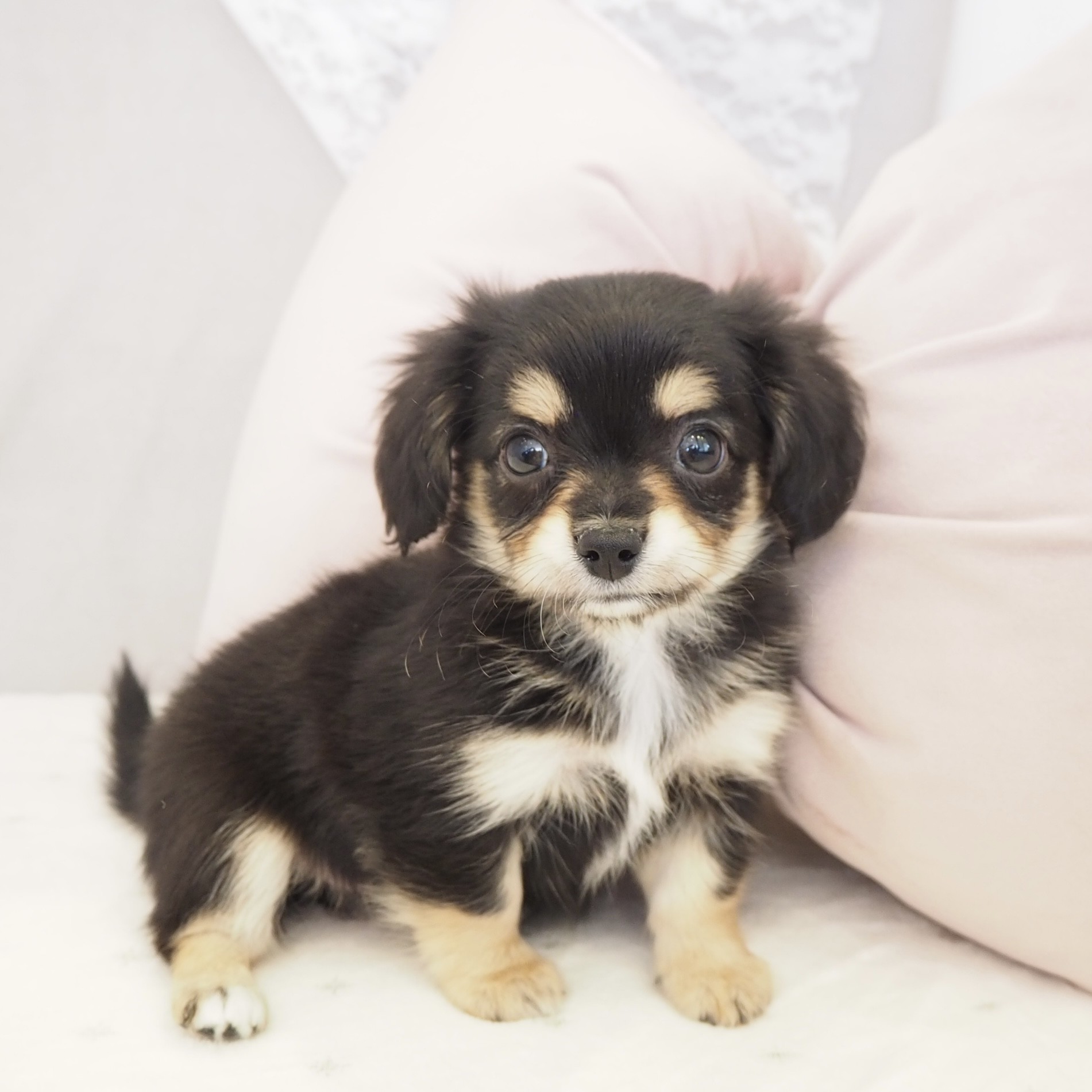 ハーフ犬女の子の写真