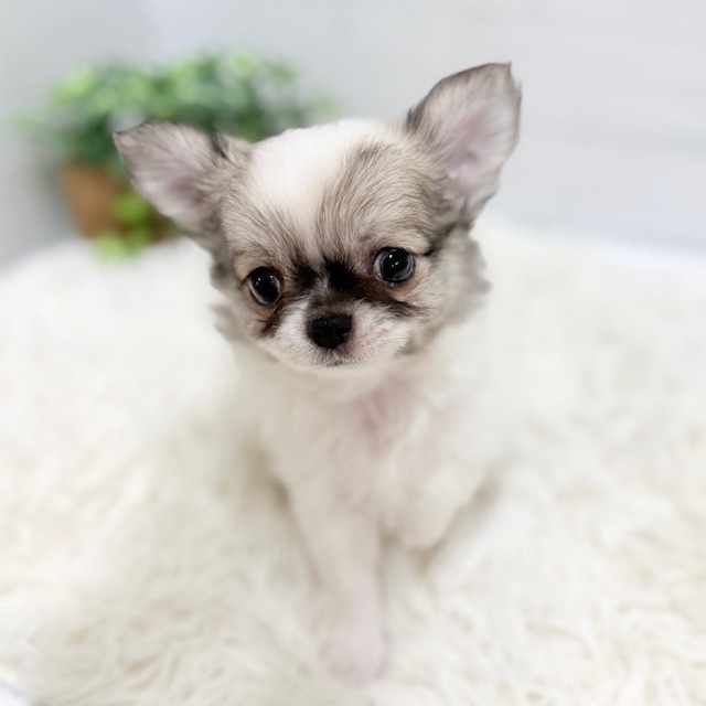 愛知県のチワワ(ロング) (犬の家＆猫の里豊田店/2025年11月25日生まれ/男の子/パーティーカラー)の子犬の2枚目の画像