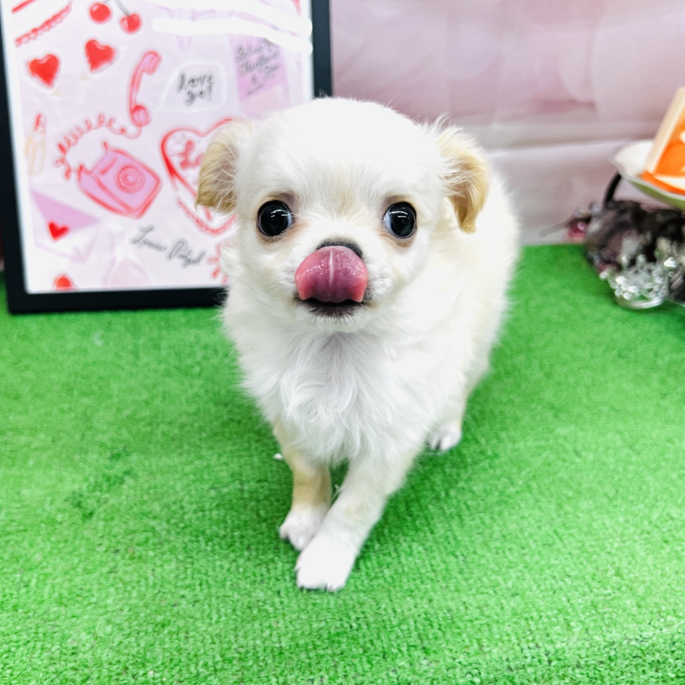 チワワ（ロング）男の子の写真