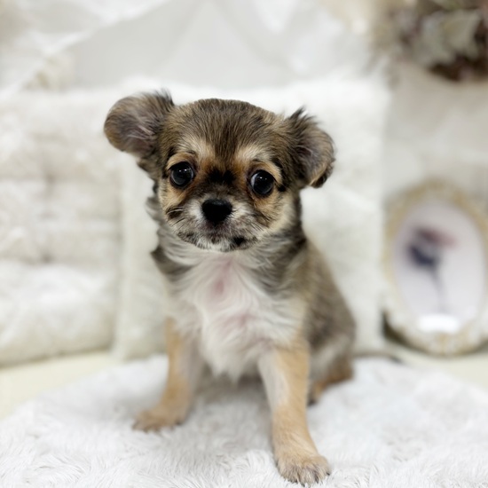 岐阜県のチワワ(ロング) (犬の家＆猫の里カラフルタウン岐阜店/2025年11月25日生まれ/女の子/フォーン)の子犬の2枚目の画像