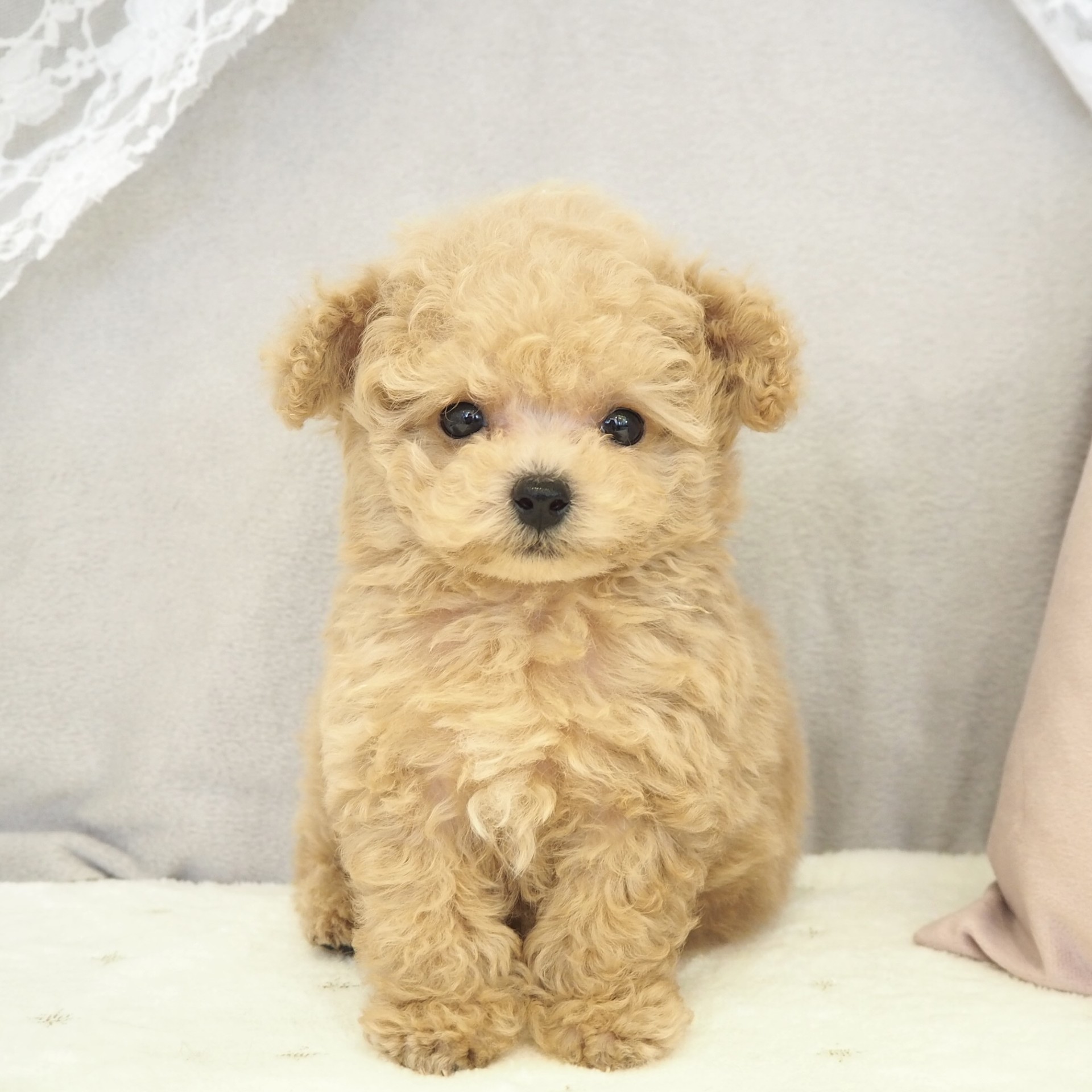 ティーカッププードル女の子の写真