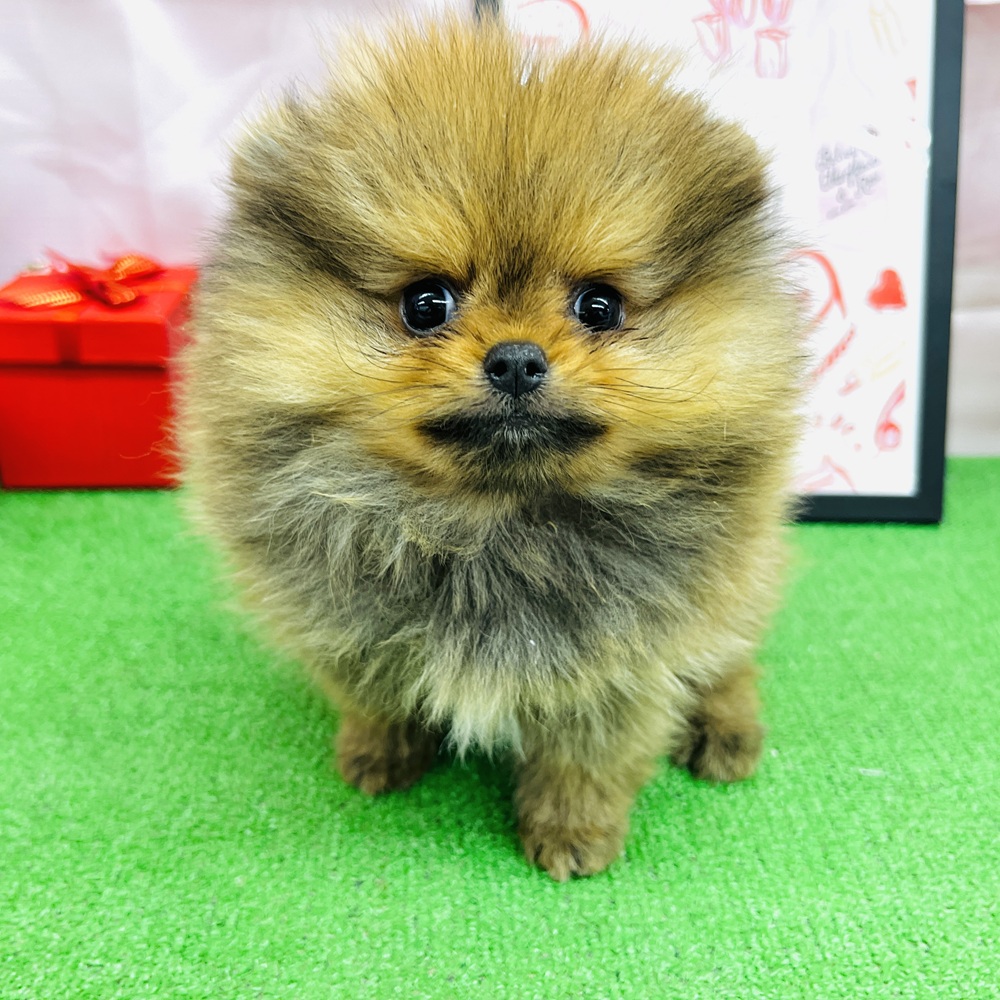 愛知県のポメラニアン (犬の家＆猫の里名古屋天白店/2025年11月24日生まれ/男の子/オレンジセーブル)の子犬の2枚目の画像