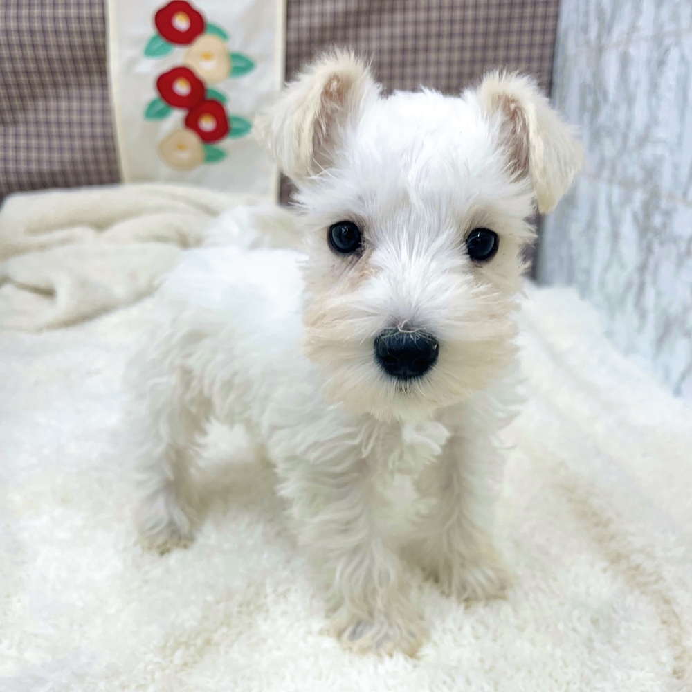 愛知県のミニチュアシュナウザー (犬の家＆猫の里エアポートウォーク店/2025年11月24日生まれ/女の子/ホワイト)の子犬の2枚目の画像
