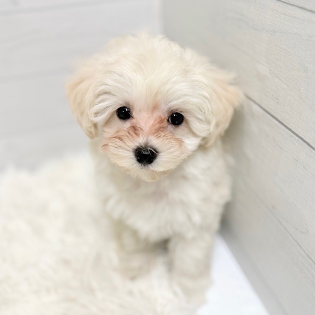 愛知県のマルプー(マルチーズ×プードル) (犬の家＆猫の里豊田店/2025年11月25日生まれ/女の子/クリーム)の子犬の2枚目の画像