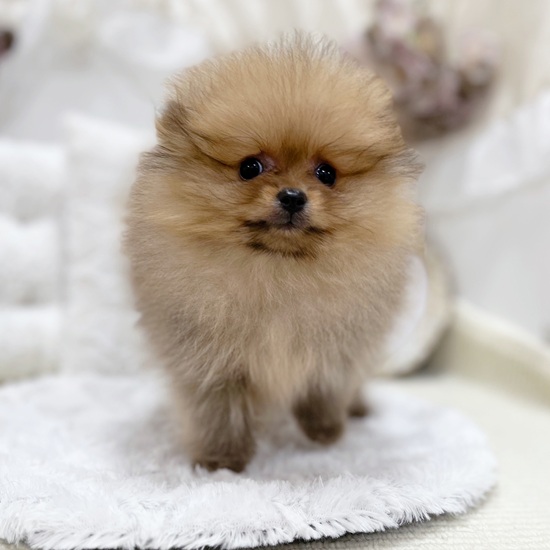 岐阜県のポメラニアン (犬の家＆猫の里カラフルタウン岐阜店/2025年11月25日生まれ/女の子/オレンジセーブル)の子犬の2枚目の画像