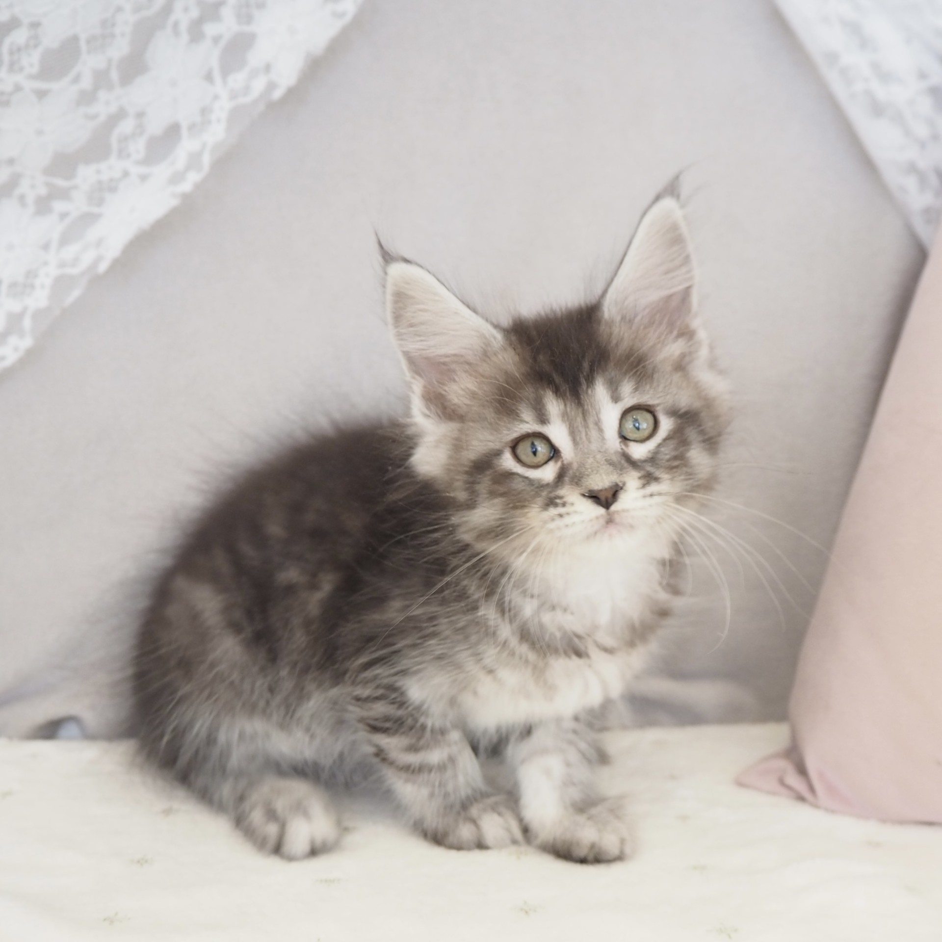 大阪府のメインクーン (犬の家＆猫の里もりのみやキューズモールBASE店/2025年11月25日生まれ/女の子/シルバーマッカレルタビーホワイト)の子猫の1枚目の画像