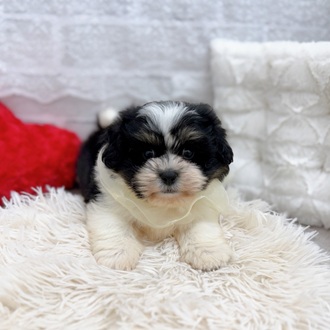 滋賀県のハーフ犬・ミックス犬 (犬の家＆猫の里長浜店/2025年11月27日生まれ/男の子/ホワイトブラック)の子犬の1枚目の画像