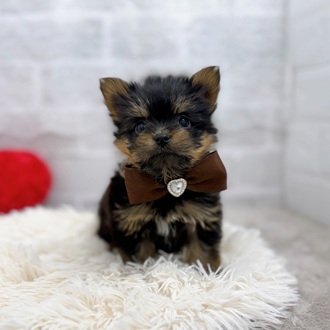 ハーフ犬女の子の写真