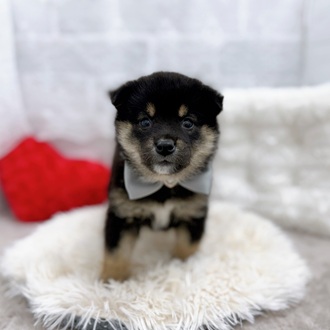 柴犬女の子の写真