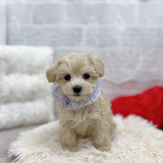 ハーフ犬女の子の写真