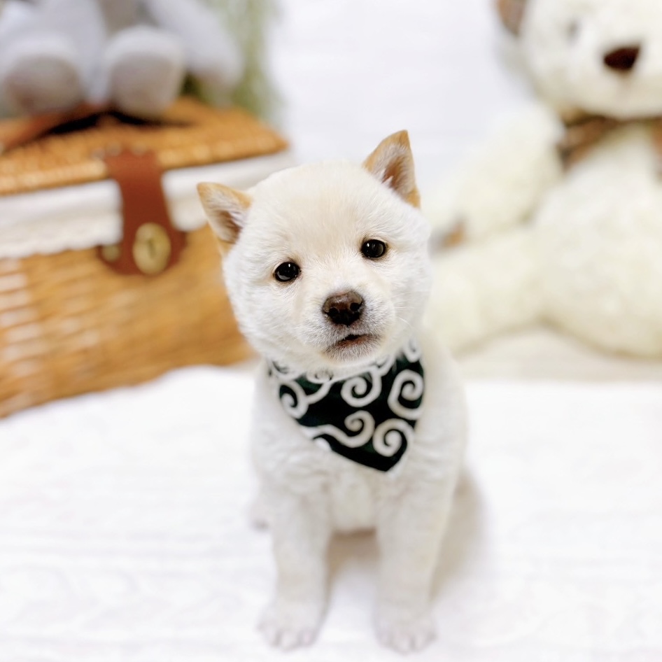 豆柴男の子の写真