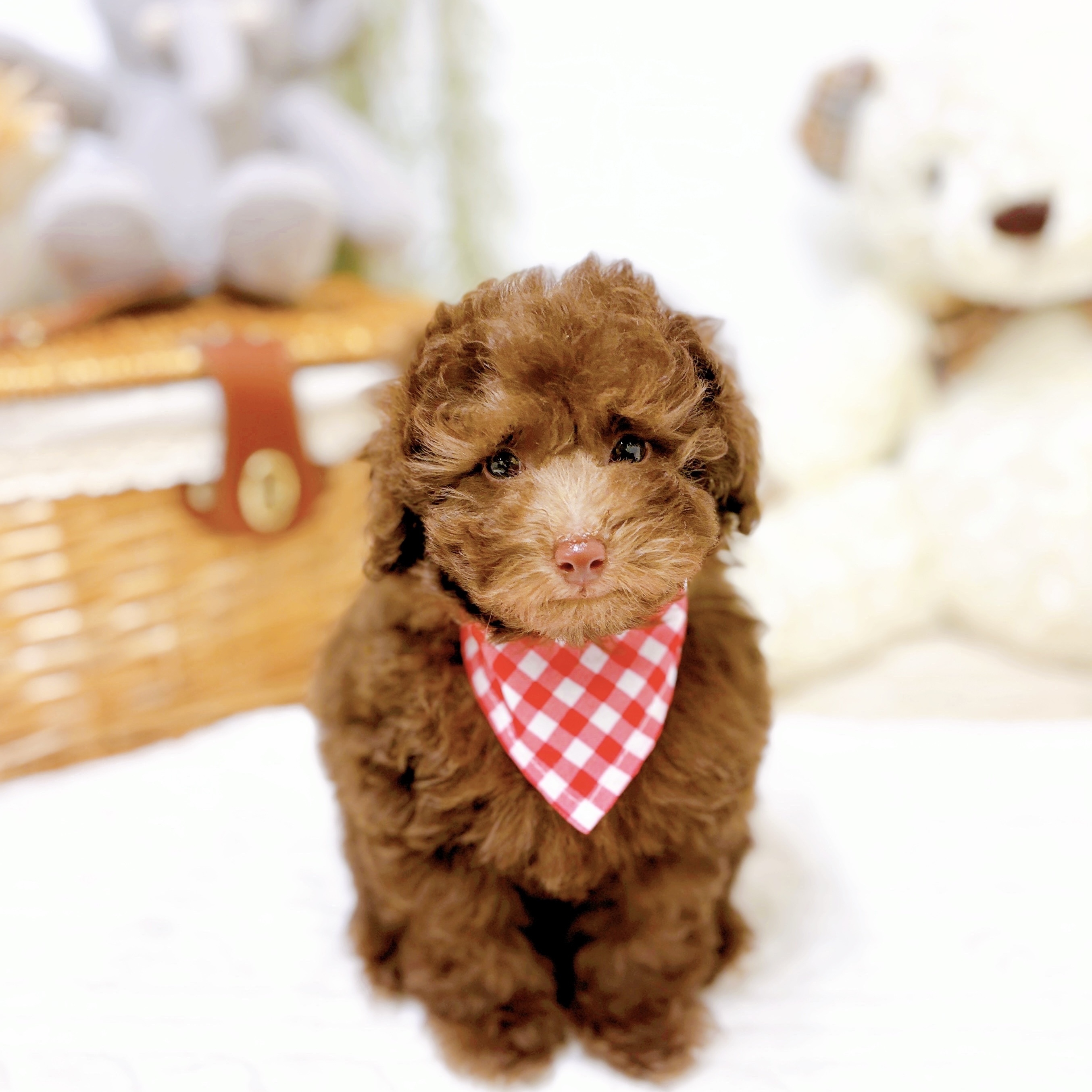 トイプードル男の子の写真