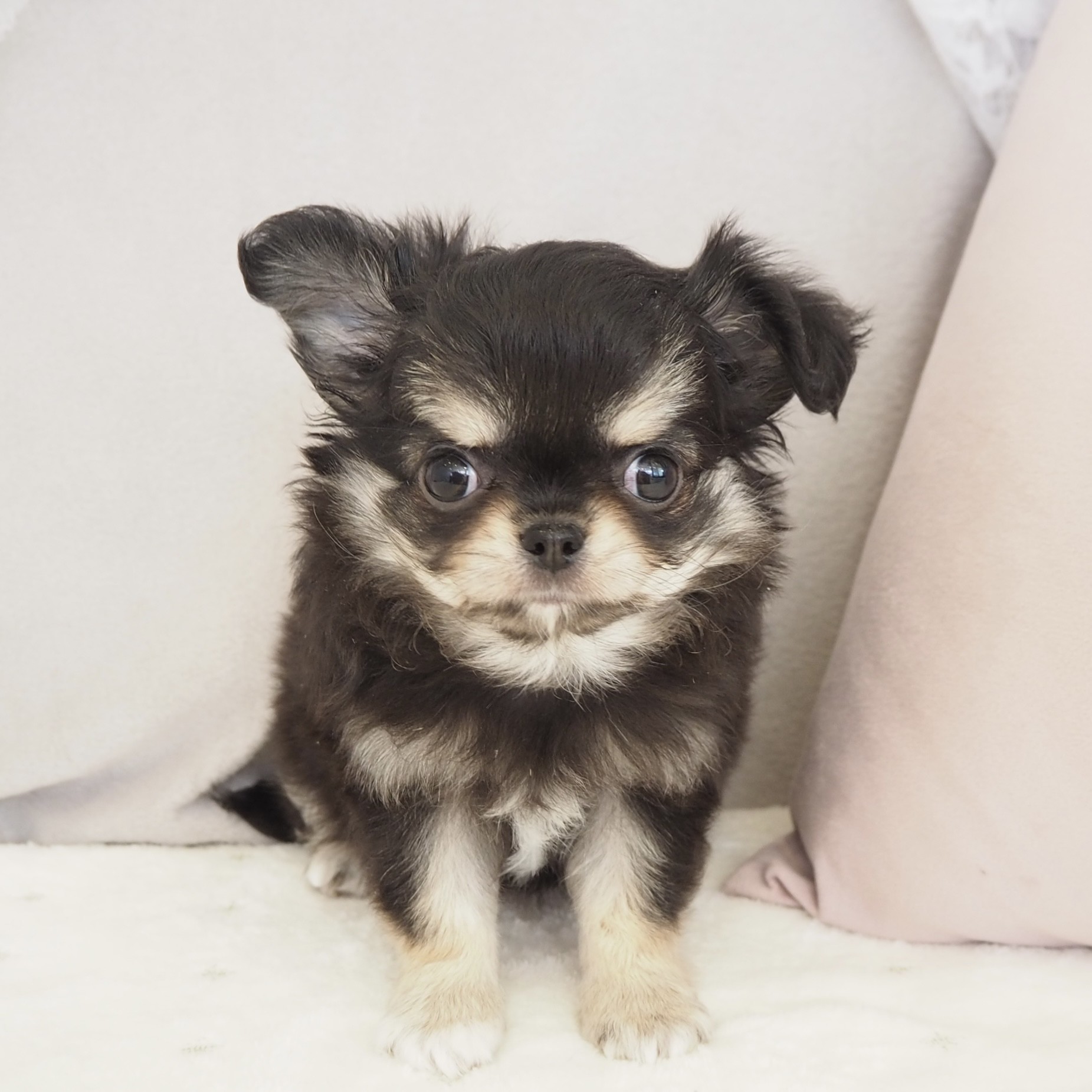 チワワ（ロング）女の子の写真