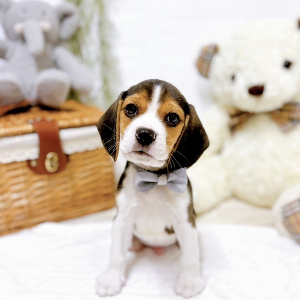 ビーグル男の子の写真