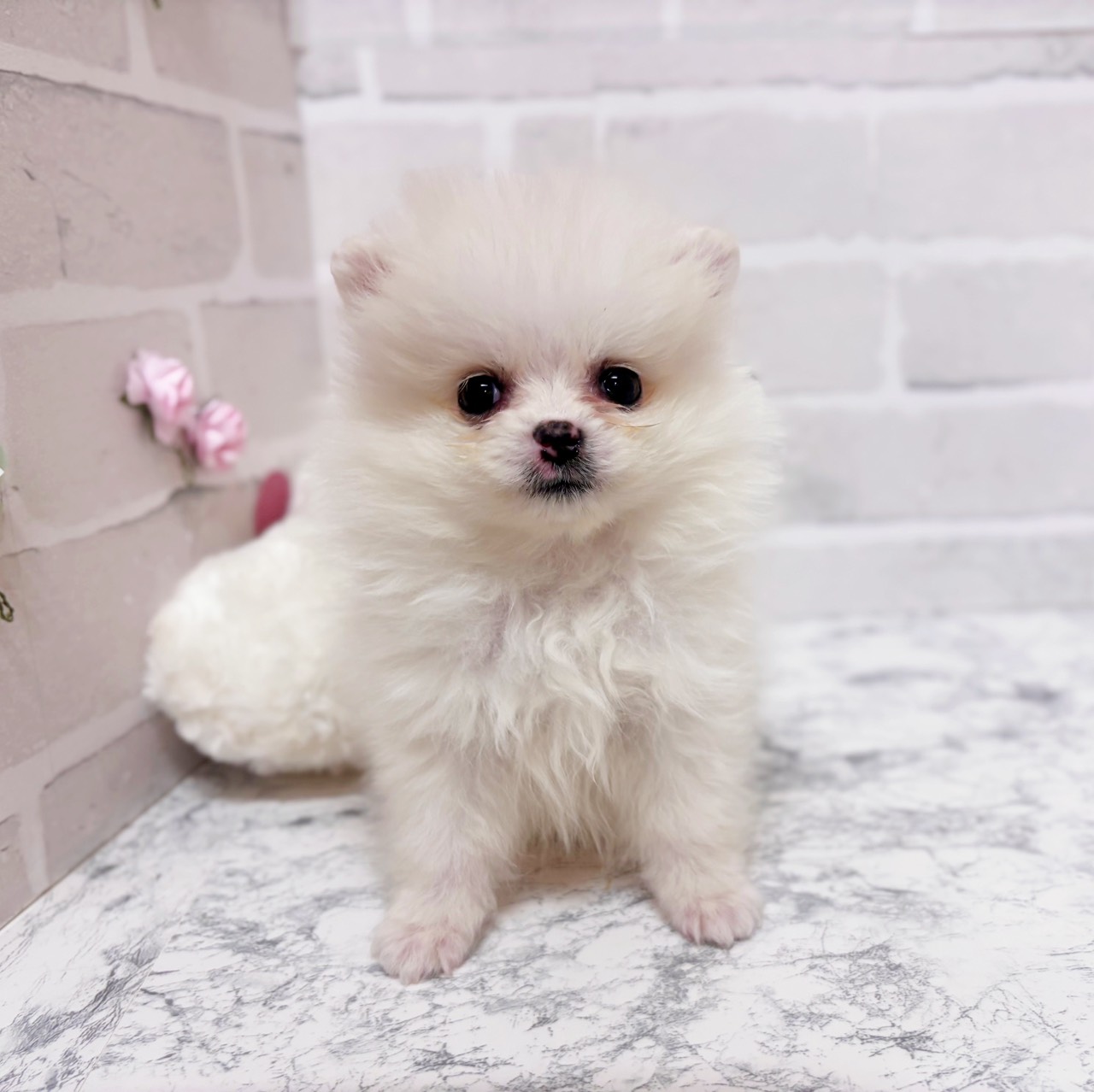 京都府のポメラニアン (犬の家＆猫の里京都精華店/2025年11月26日生まれ/女の子/クリーム)の子犬の1枚目の画像