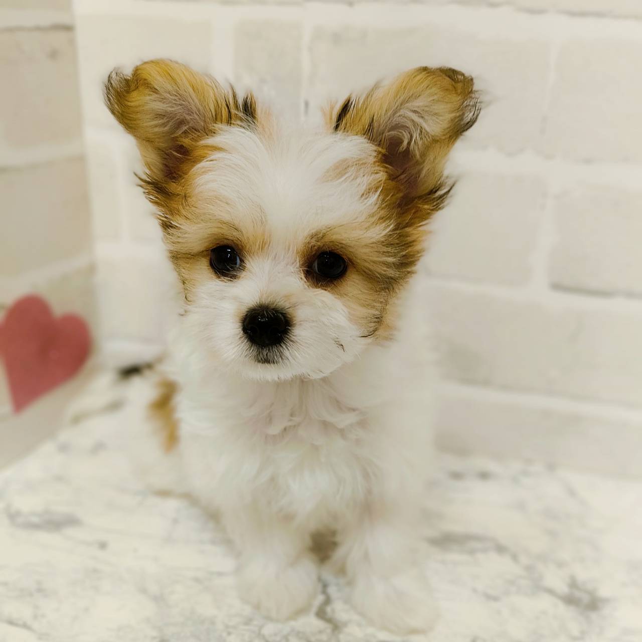 京都府のハーフ犬・ミックス犬 (犬の家＆猫の里京都精華店/2025年11月21日生まれ/女の子/レッドホワイト)の子犬の1枚目の画像