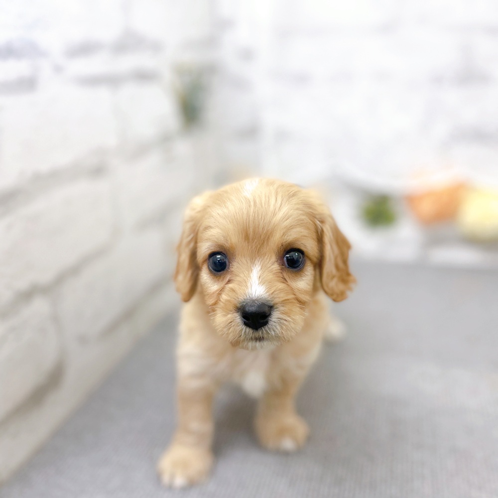 京都府のハーフ犬・ミックス犬 (犬の家＆猫の里京都樟葉店/2025年11月24日生まれ/男の子/クリーム)の子犬の2枚目の画像