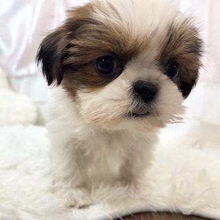 兵庫県のシーズー (犬の家＆猫の里カナート西神戸店/2025年11月25日生まれ/女の子/ゴールドホワイト)の子犬の2枚目の画像